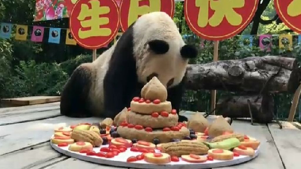 La historia de Xin Xing, el panda más longevo del mundo:  celebra su 37 cumpleaños con una fiesta por todo lo alto