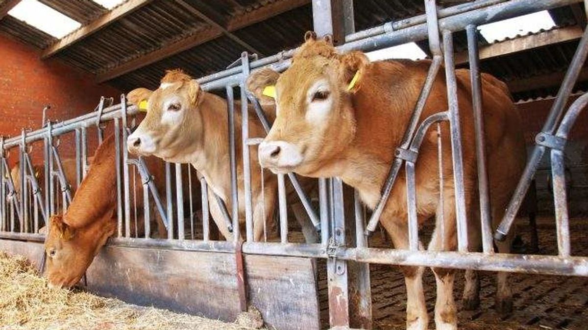 3.800 vacas, a punto de morir de hambre en un barco de Cartagena