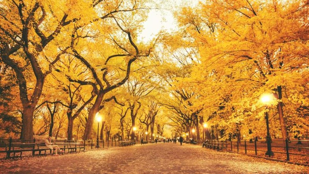 Test visual: este otoño, según el árbol que elijas