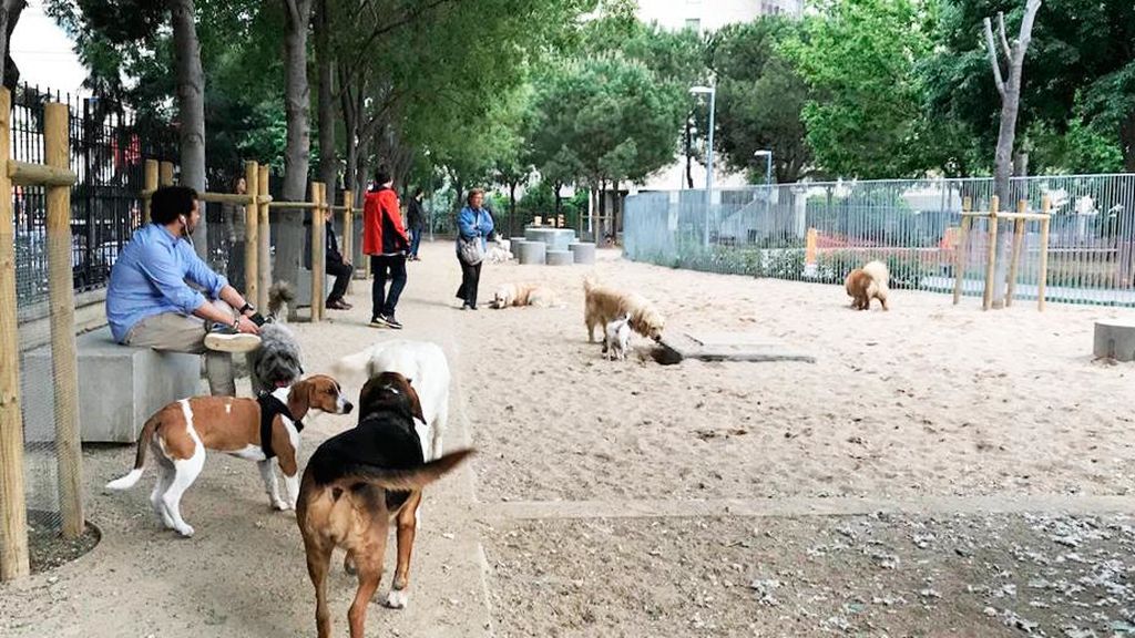 Perros en el parque Perros en el parque