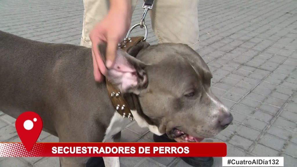 Alarma por secuestros de perros: un joven pagó 1000 euros para recuperar al suyo