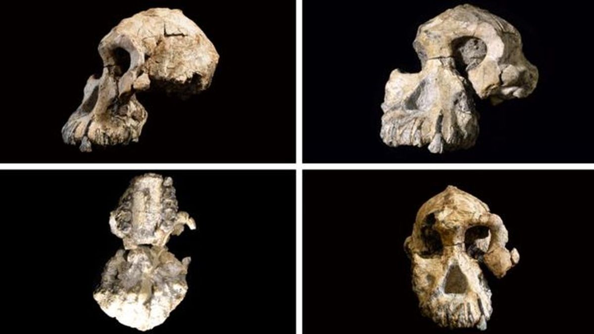 Un nuevo hallazgo fósil en Etiopía cuestiona la anagénesis humana