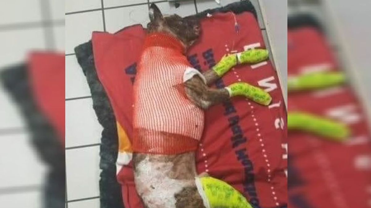 5 años de prisión para un joven que quemó vivo a un perro, causándole la muerte