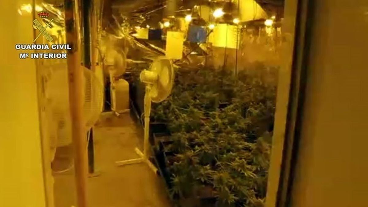 Intervenidas 2.800 plantas de marihuana en una operación con 23 detenidos en Málaga, Córdoba y Sevilla