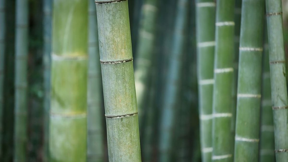 Un paso más en la lucha contra el plástico: crean botellas biodegradables con bambú