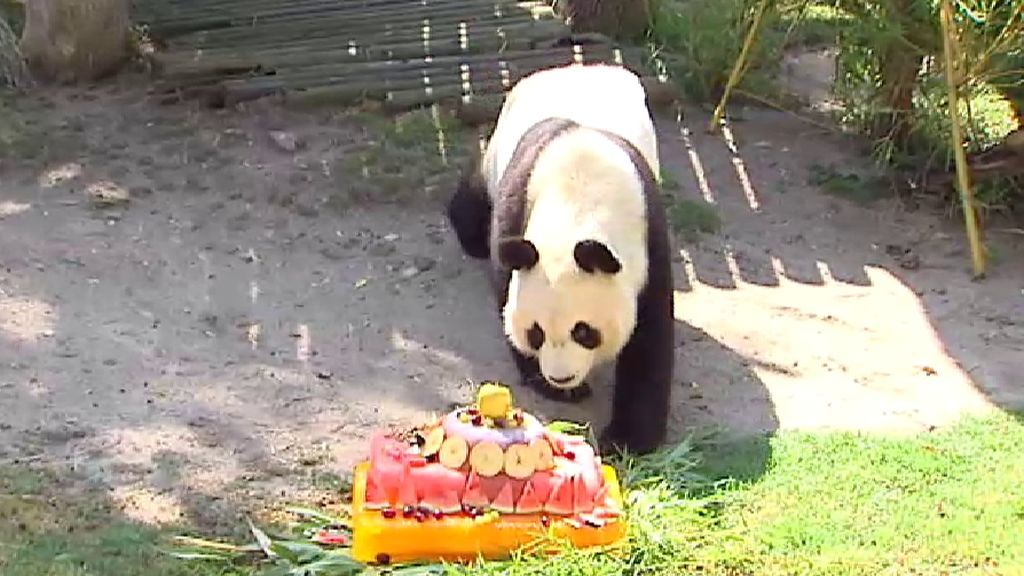 Chulina, la osa panda gigante del Zoo Aquarium de Madid, cumple 3 años
