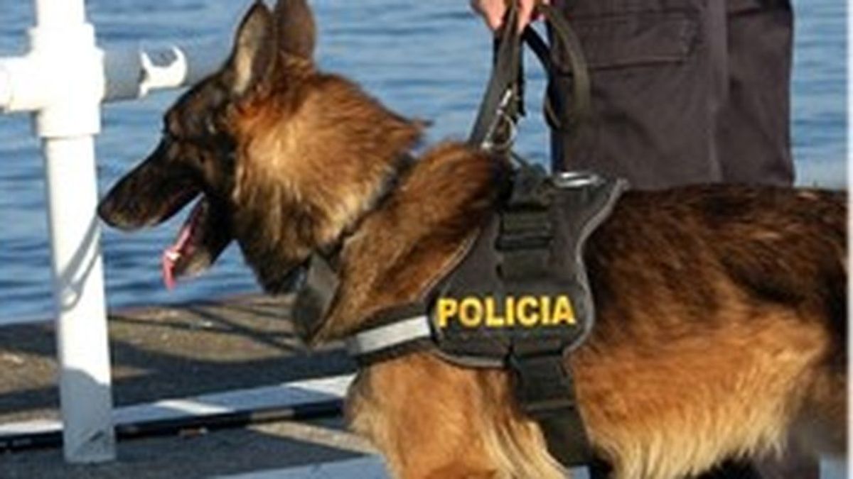 Buscan con perros y drones a un octogenario desaparecido en Oleiros, Galicia