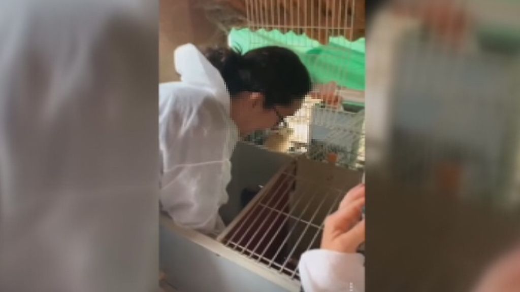 Identificados 15 activistas que asaltaron una granja y liberaron a 14 conejos en Osana