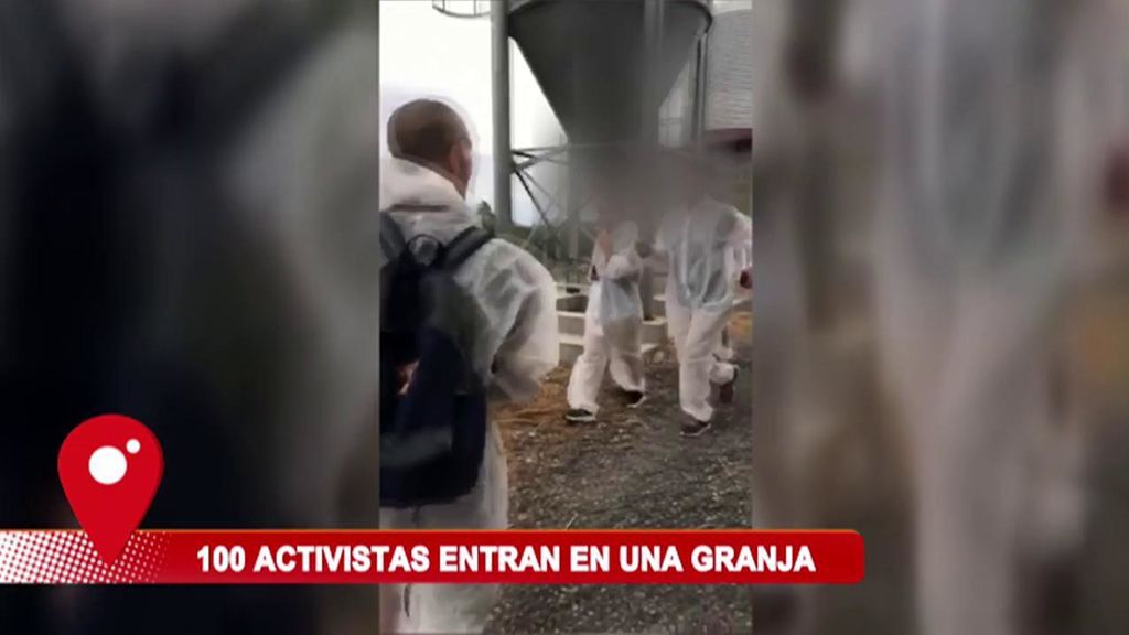 Activistas veganos asaltan una granja de conejos