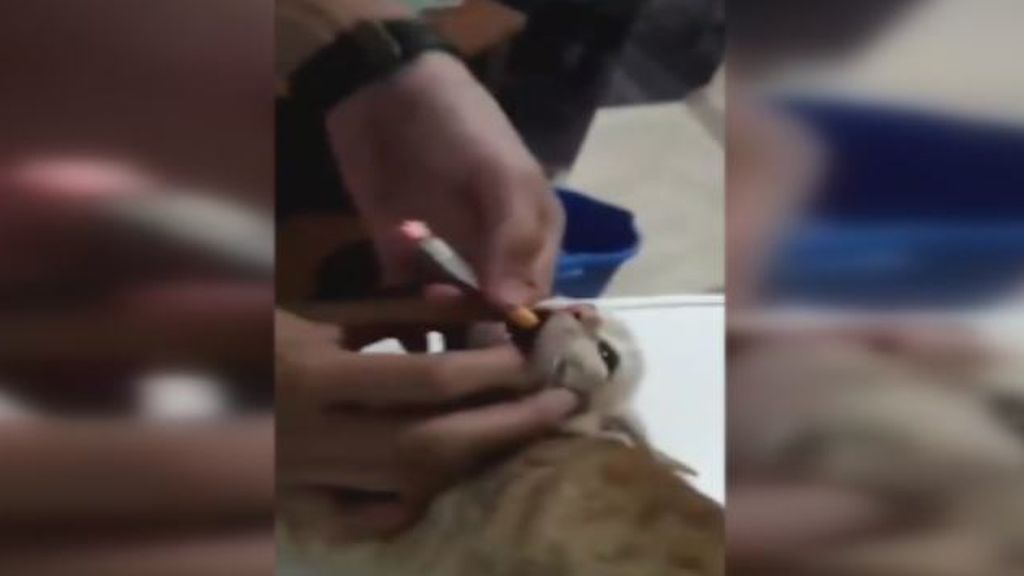Maltratan a un gato poniéndole un cigarro en la boca