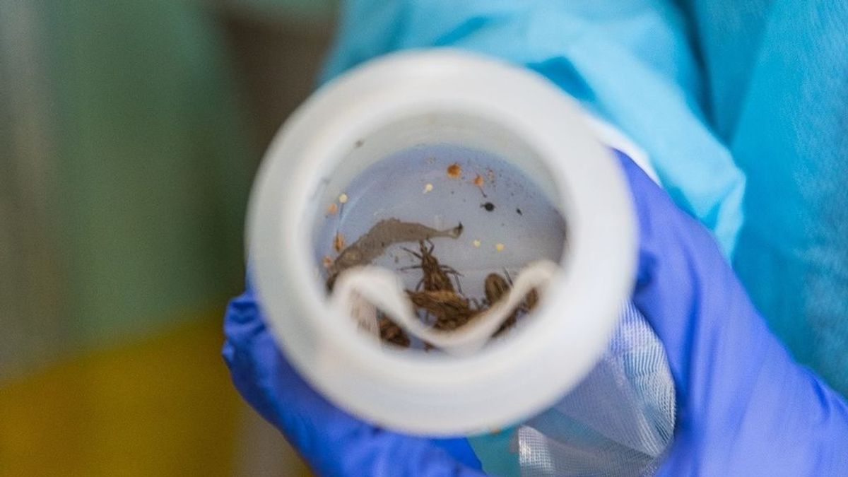 Investigadores descubren que el parásito Chagas sí se reproduce sexualmente