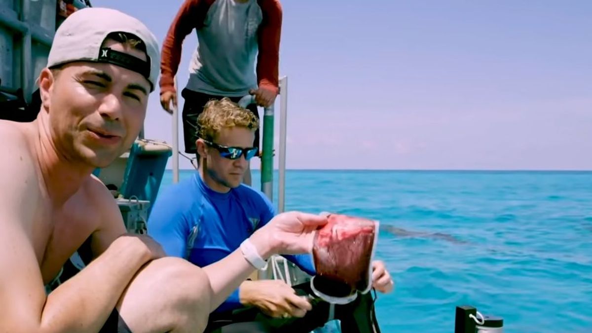 Un youtuber se prueba a sí mismo: Extrae su propia sangre en aguas llenas de tiburones