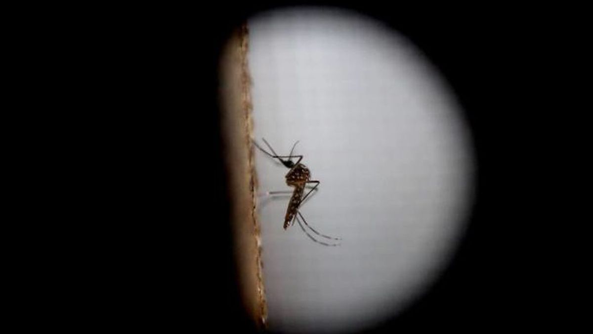 Mosquito, que ha provocado  junto a una plaga,, el desastre entre la población de Elche (Alicante)