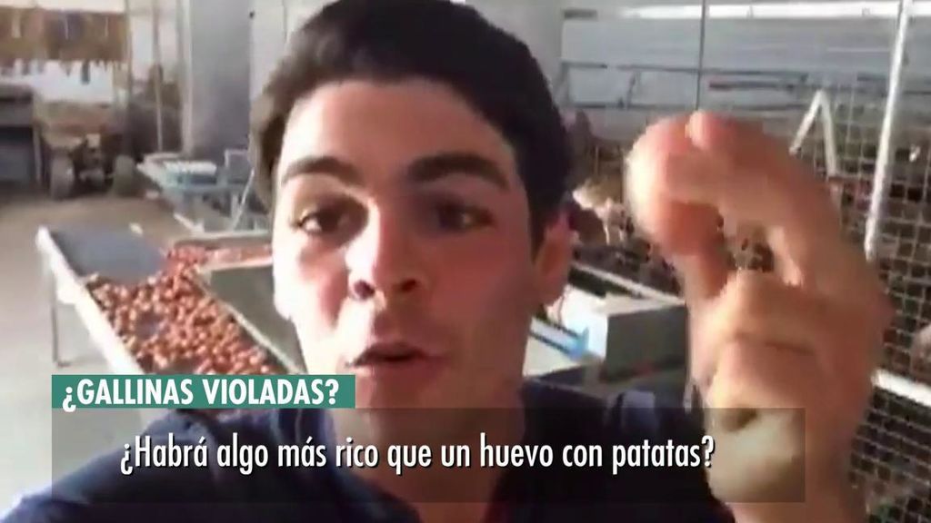 Un ganadero desmiente a 'Almas Veganas' sobre las gallinas
