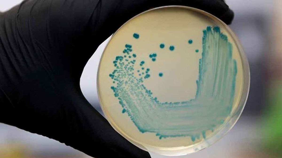 Nuevo brote de listeriosis en Andalucía: se investiga a una empresa de Cádiz Nuevo brote de listeriosis en Andalucía: se investiga a una empresa de Cádiz
