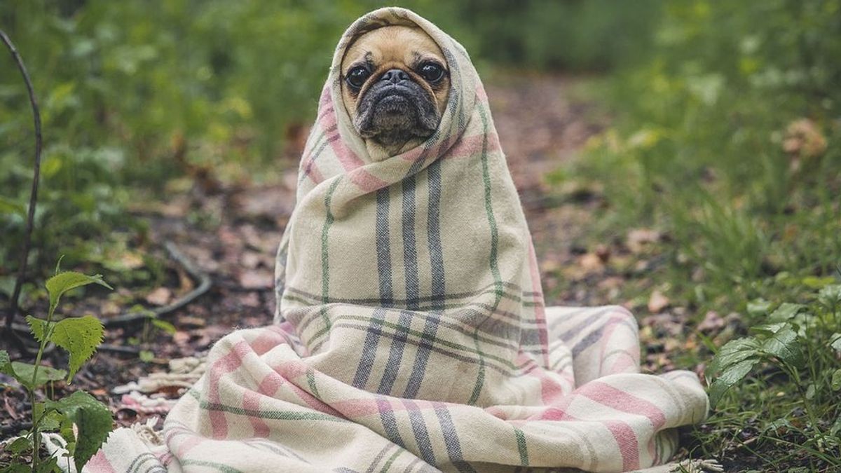 La cría selectiva de perros por parte del ser humano ha hecho que se produzcan cambios en sus cerebros La cría selectiva de perros por parte del ser humano ha hecho que se produzcan cambios en sus cerebros