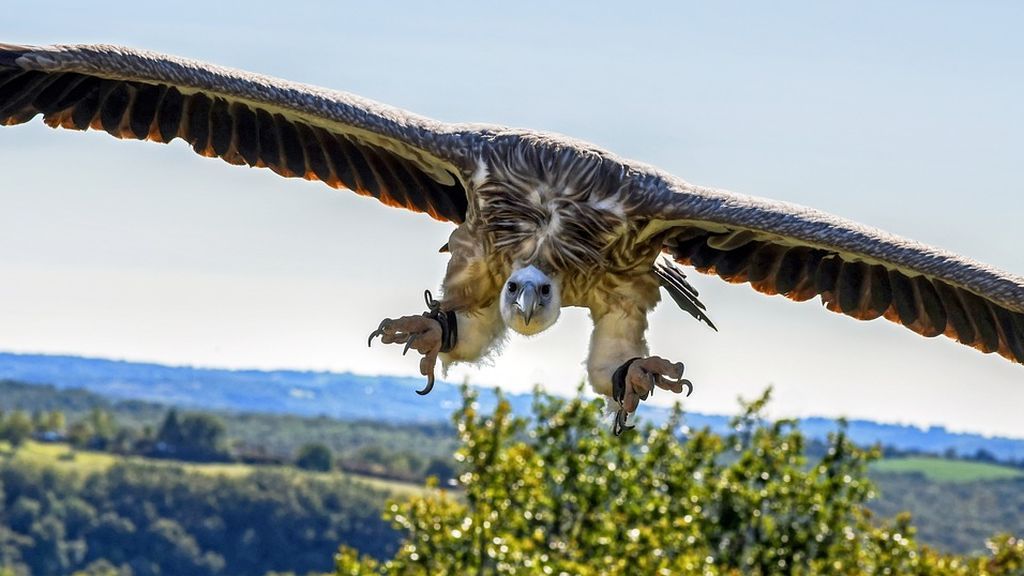 Aumentan las poblaciones de grandes rapaces en Baleares Aumentan las poblaciones de grandes rapaces en Baleares