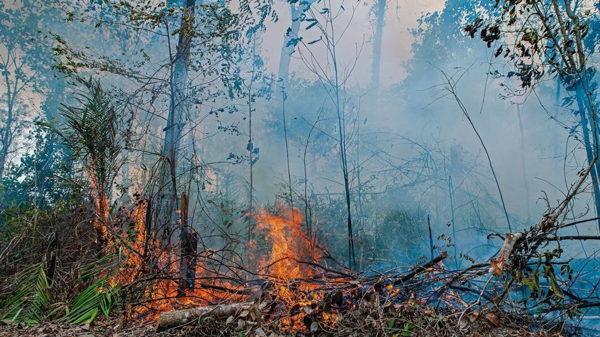 Los países de la Amazonia firman el Pacto de Leticia para preservar la selva