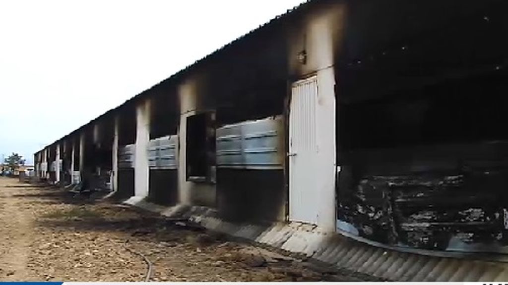 Mueren 25.000 aves en el incendio de una granja de pollos en Granada