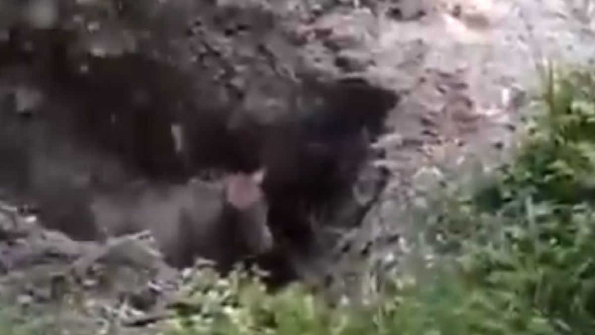 El desgarrador vídeo en el que unos cazadores entierran vivo a una especie de antílope, causándole la muerte