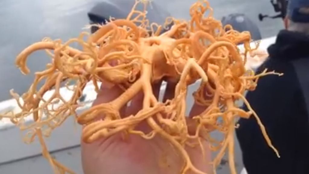 Una extraña criatura con tentáculos asombra a un grupo de pescadores Una extraña criatura con tentáculos asombra a un grupo de pescadores
