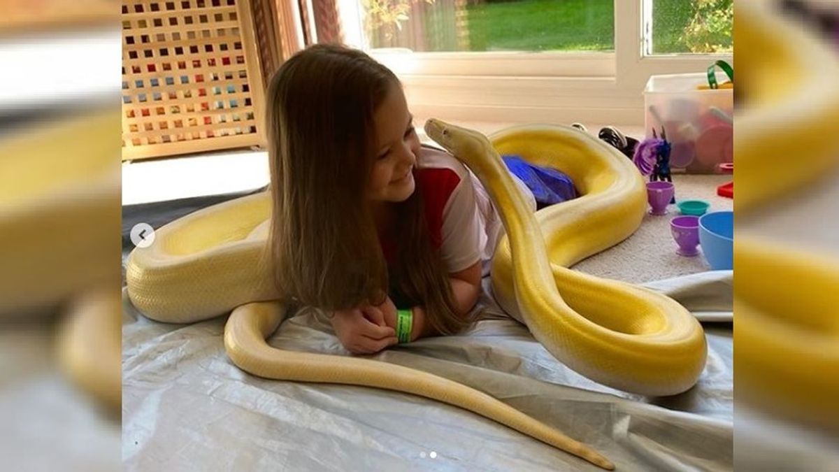 Las peligrosas mascotas de una niña de seis años: dos serpientes pitón de más de 6 metros