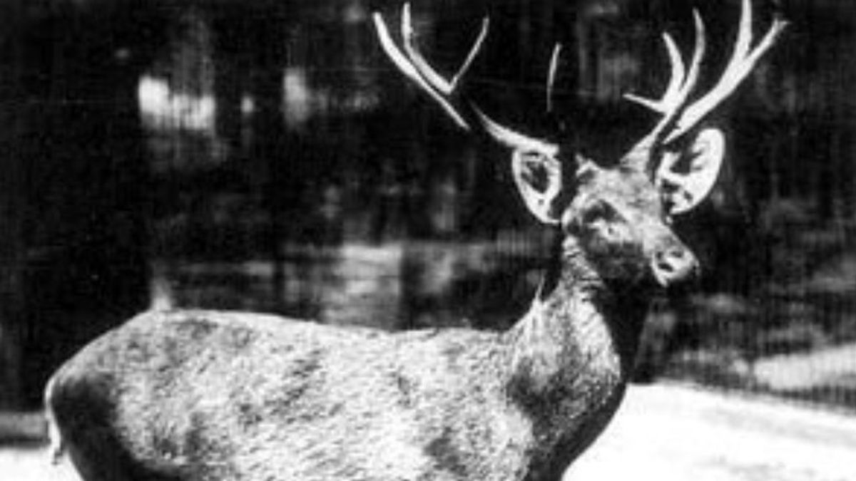 Revive un ciervo extinto desde hace 80 años sin ayuda científica