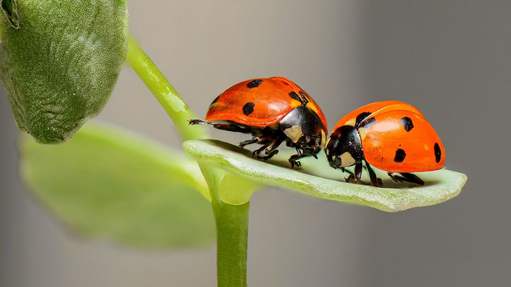 Alemania piensa en grande: 100 millones de euros para proteger sus insectos Alemania piensa en grande: 100 millones de euros para proteger sus insectos