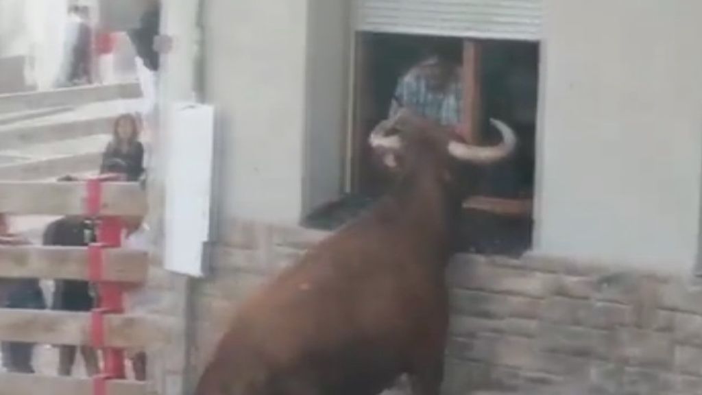 Un toro salta por la ventana de una vivienda durante los festejos de Milagro en Navarra