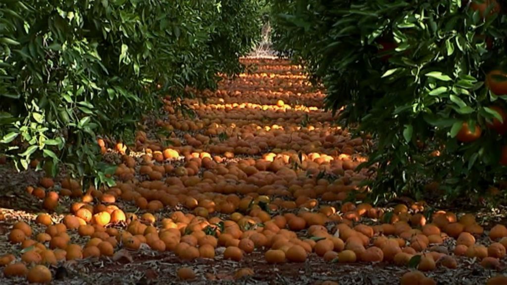 La naranja sudafricana causa estragos en la Comunidad Valenciana: “Se está muriendo el campo”