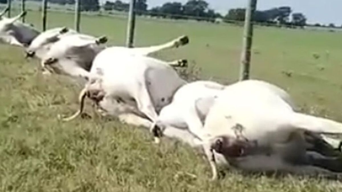Un ganadero de Texas encuentra un grupo de vacas muertas en una extraña posición