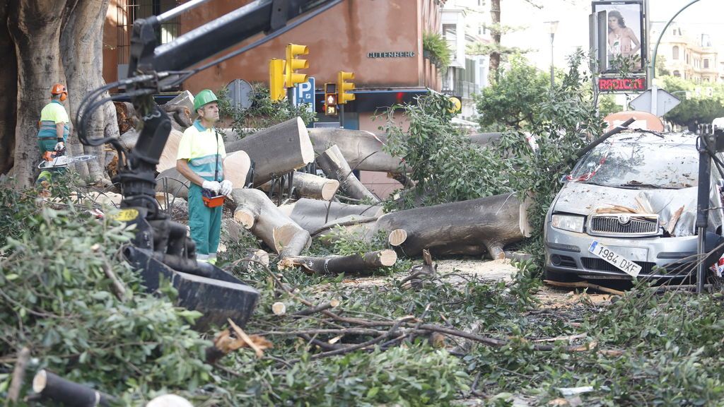 Operarios de Parques y Jardines realizan labores de recogida del emblemático árbol Ficus en Málaga