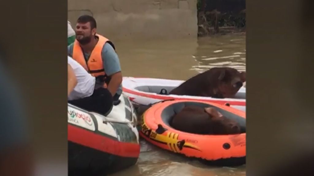 Cerdos, gatos y perros también son rescatados por bomberos y por personal de la UME en las inundaciones de la DANA