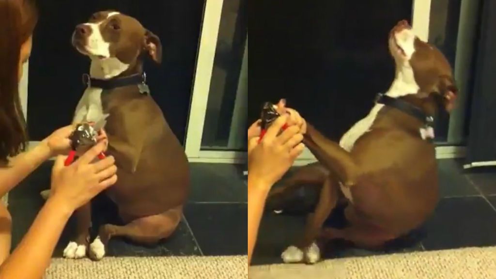 Los animales no dejan de sorprender: un pitbull finge desmayarse cuando le van a cortar las uñas