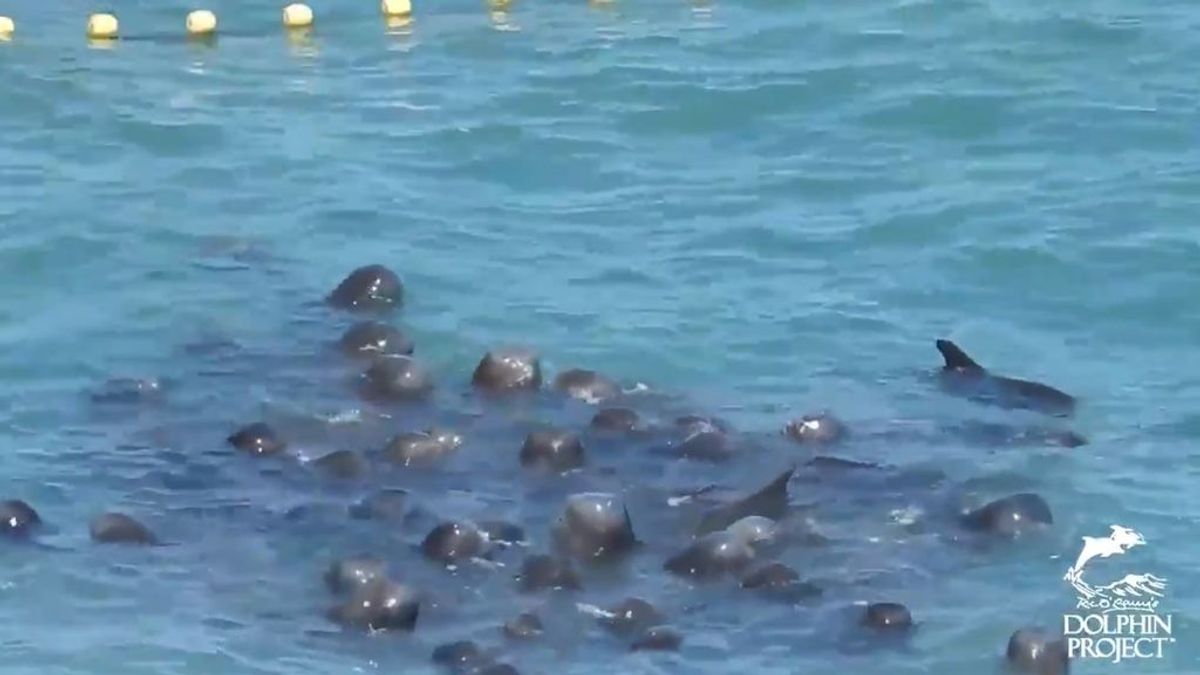 La crueldad de la caza de delfines: una manada capturada se consuela entre sí antes de ser sacrificada