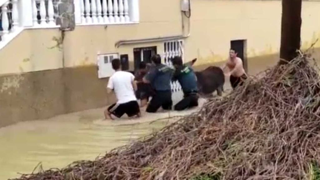 La Guardia Civil rescata a la burra Inés en Orihuela
