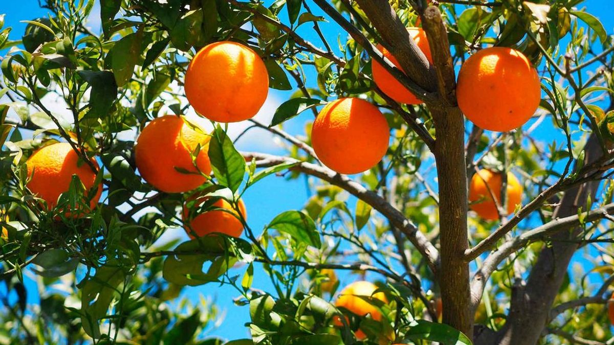 20190906-ECO-NARANJAS 20190906-ECO-NARANJAS