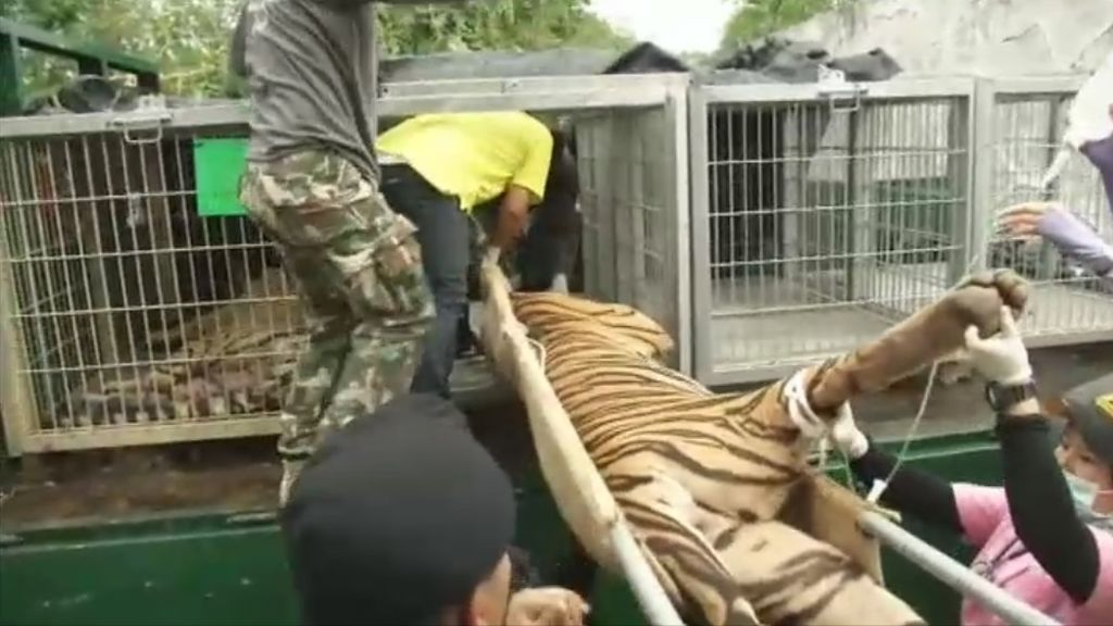 Mueren 86 de los 147 tigres rescatados de un templo en Tailandia