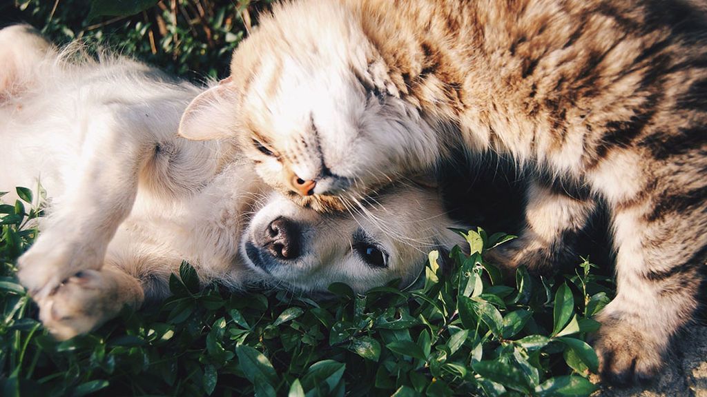 La verdad sobre gatos y perros: ¿por qué comen hierba nuestras peludas mascotas? La verdad sobre gatos y perros: ¿por qué comen hierba nuestras peludas mascotas?