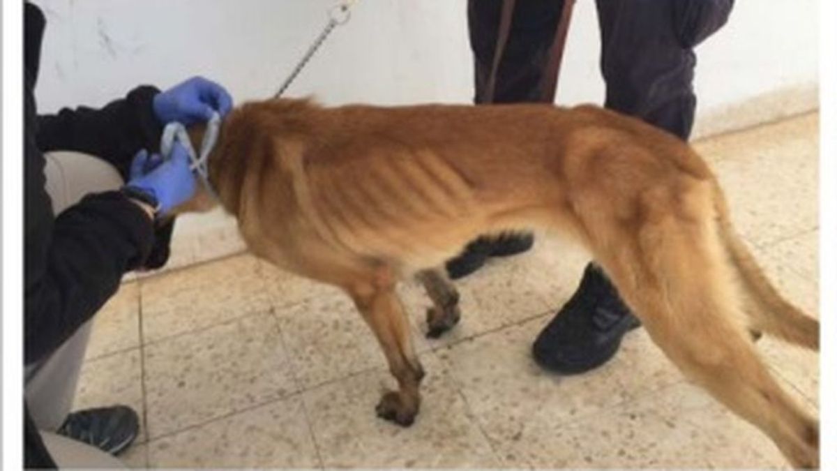 EE.UU denuncia la muerte de los perros detectores de bombas que envía a Jordania por malos cuidados