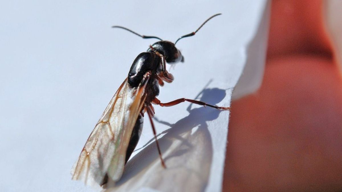 Hormigas voladoras: por qué estás viendo tantas
