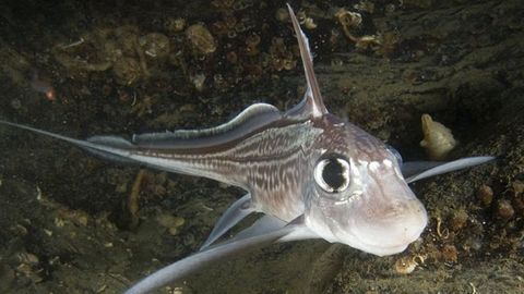 Un joven pesca una 'quimera' tras media hora de tensión Un joven pesca una 'quimera' tras media hora de tensión