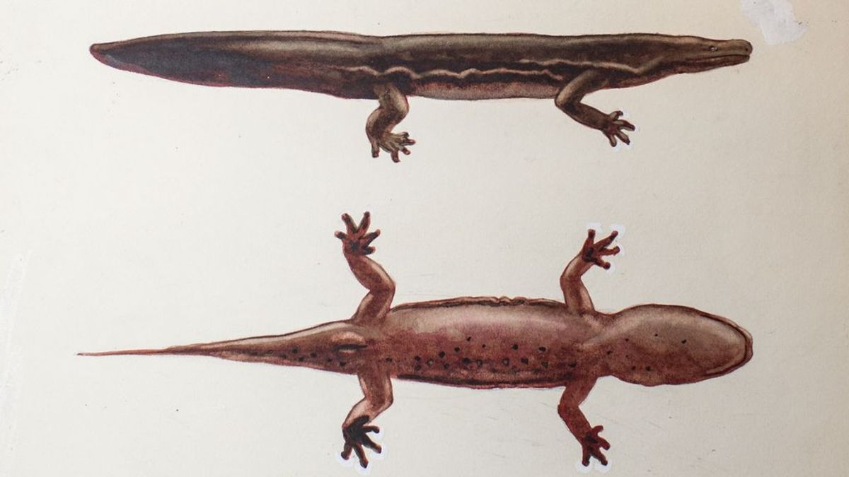 Nueva especie de salamandra gigante. Andrias sligoi.