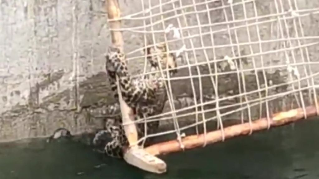 El curioso e ingenioso rescate de un leopardo que estaba a punto de ahogarse en un pozo de la India