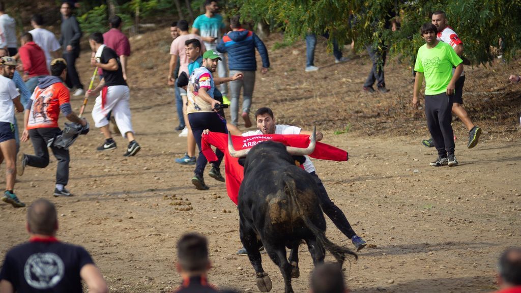 Tordesillas celebra el Toro de la Vega, sin lancearlo por cuarto año