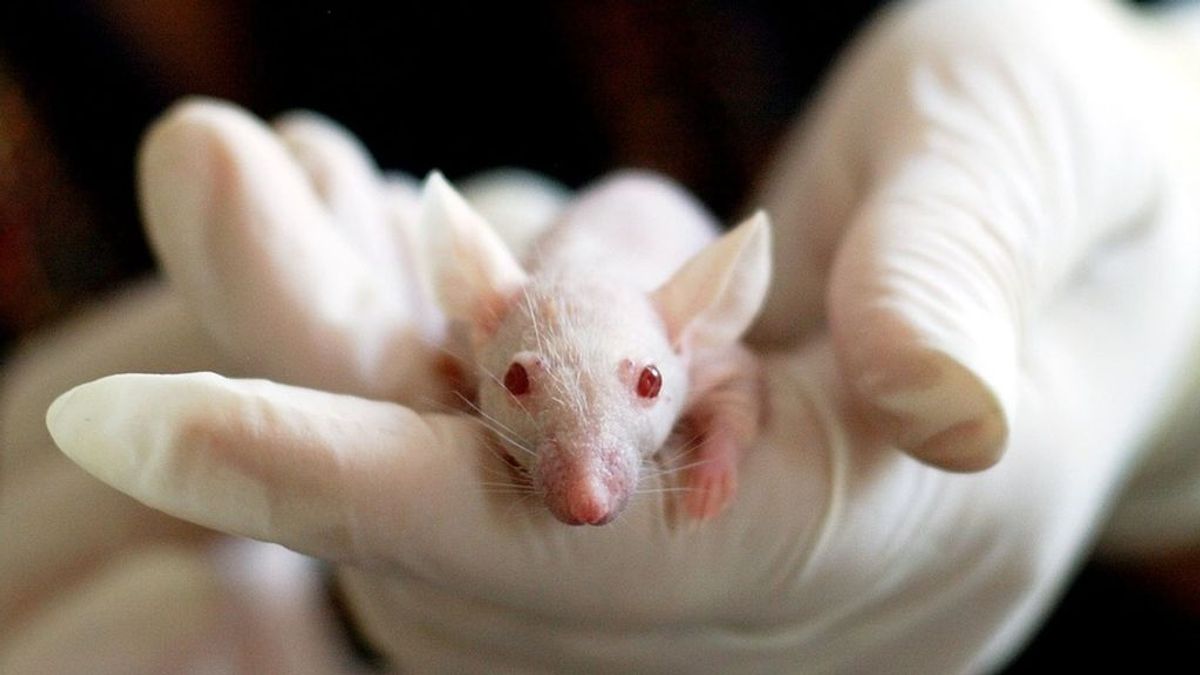 Alrededor de 800.000 animales se destinan al año para la experimentación científica