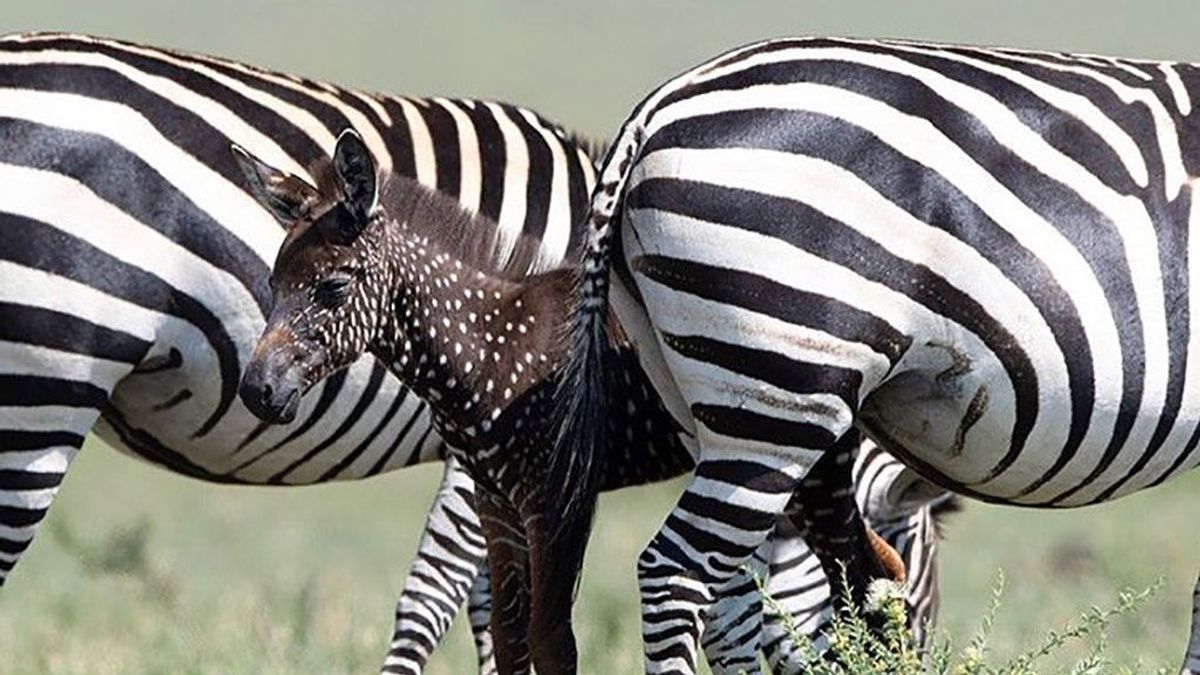 Nace una cebra con lunares en vez de rayas en el parque nacional Masái Mara, en Kenia Nace una cebra con lunares en vez de rayas en el parque nacional Masái Mara, en Kenia