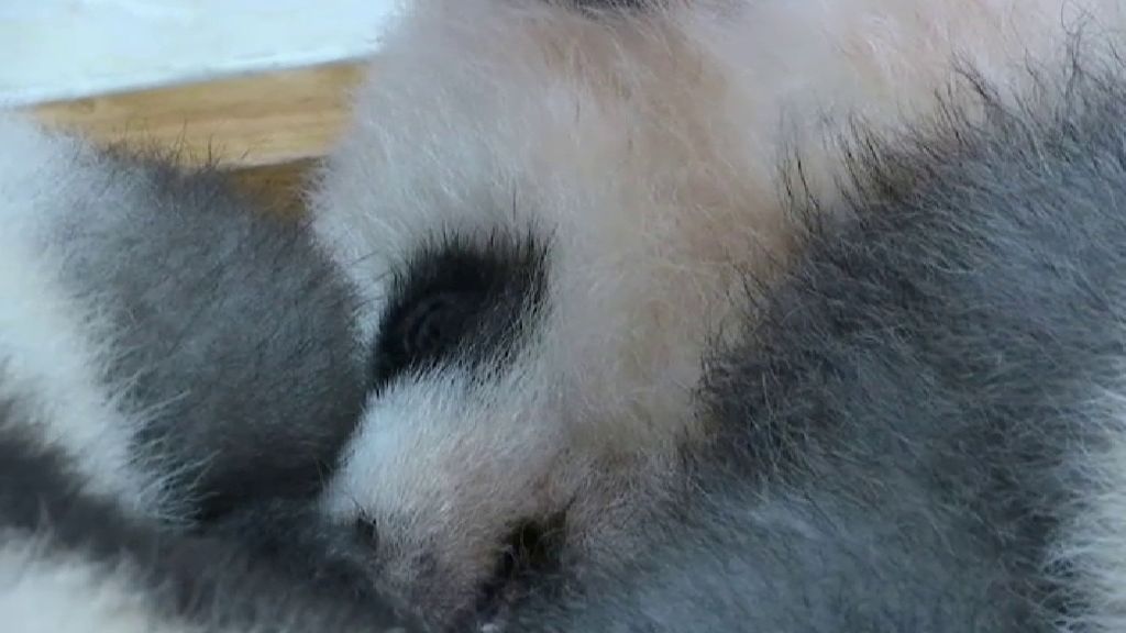 Nace en China Jixao, un singular panda de pelaje gris