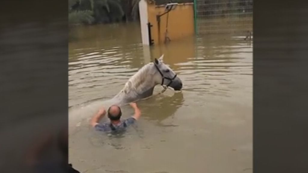 Varios caballos con el agua al cuello durante la gota fría de Alicante