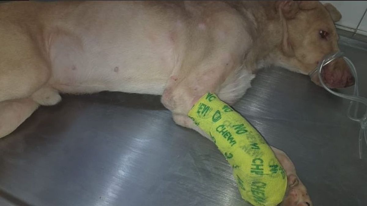 Nuevo caso de maltrato animal: un hombre corta de un machetazo la pata  a un perro callejero